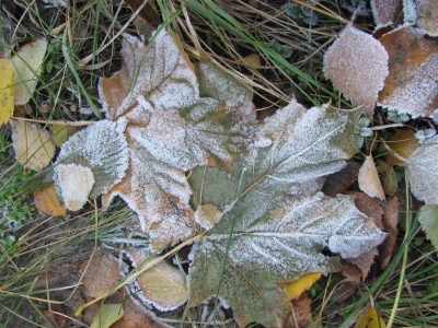  Замерзшие листья
