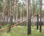 На Сумщине появилась новая экологическая тропа «Литовский бор»
