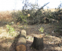 Незаконная вырубка леса остановлена на Сумщине (Фото)