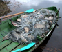 Рыбаков-браконьеров продолжают ловить на Сумщине (Фото+видео)
