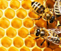 На Сумщині навчають бджолярству на президентській пасіці